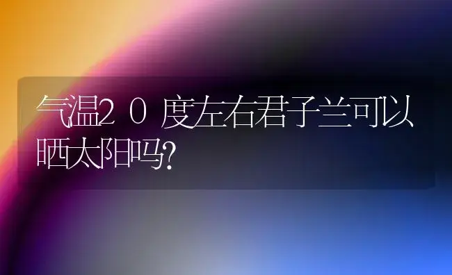 气温20度左右君子兰可以晒太阳吗？ | 绿植常识