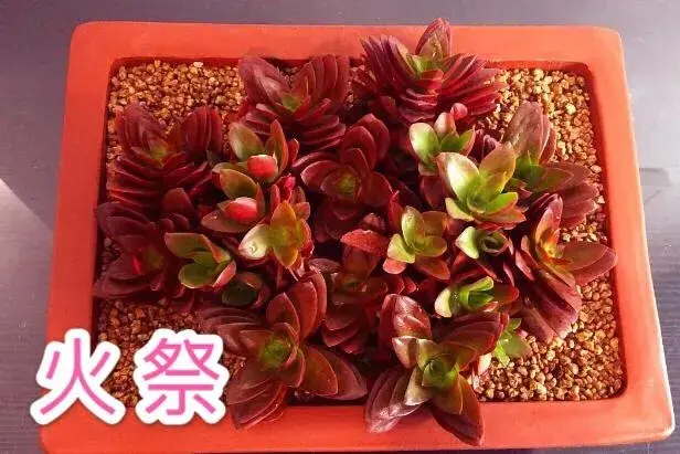 怎么都养不死的10种多肉植物有哪些？