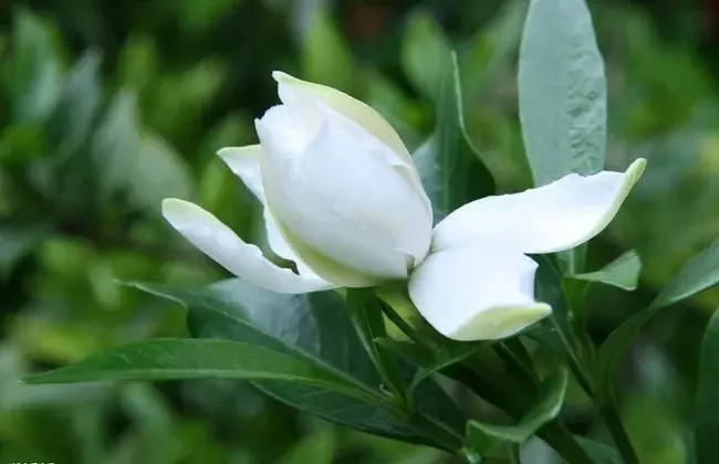 栀子花叶片发黑怎样解决