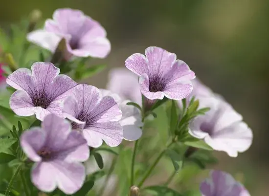 牵牛花的花语是什么，没想到有这么美丽的传说