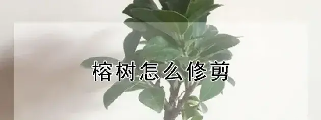 榕树怎么修剪