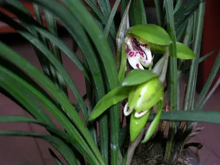 春兰花的花语是什么？