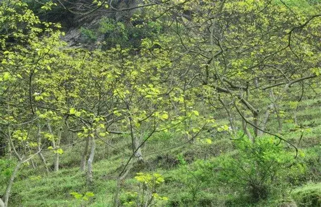 油桐的种植技术