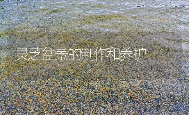 灵芝盆景的制作和养护 | 药材种植