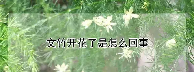 文竹开花了是怎么回事