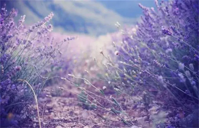 薰衣草的种植技术