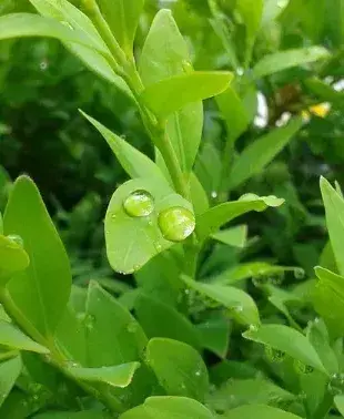 “木中君子”黄杨树