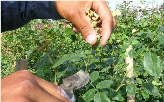 月季花开花后怎样修剪，株形更好，开花更多？