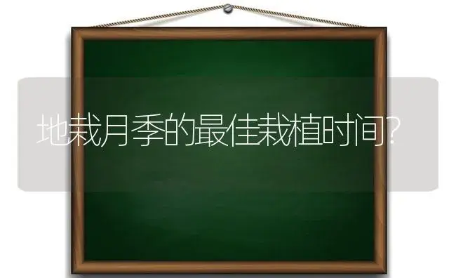 地栽月季的最佳栽植时间？ | 绿植常识