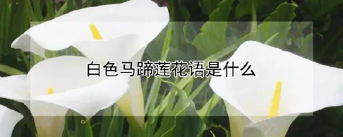 白色马蹄莲花语是什么