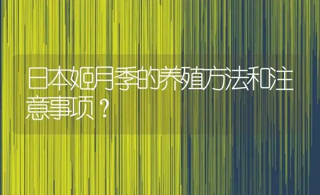 日本姬月季的养殖方法和注意事项？ | 绿植常识