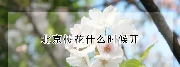 北京樱花什么时候开