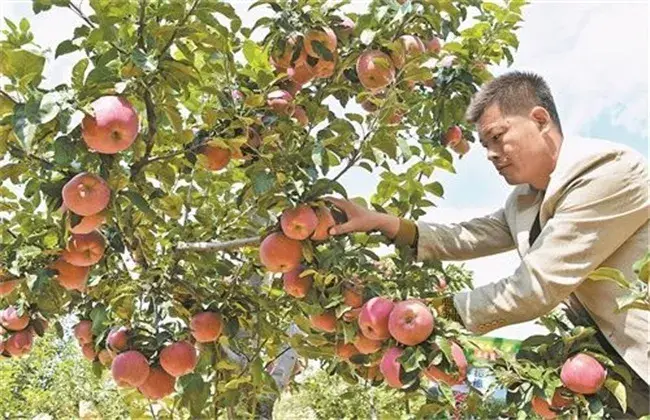 苹果该怎么栽培