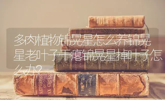 多肉植物锦晃星怎么养锦晃星老叶子干瘪锦晃星掉叶子怎么办？ | 多肉养殖