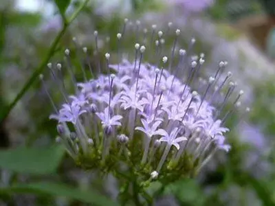 夕雾花的传说和花语有哪些？