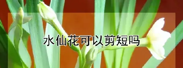 水仙花可以剪短吗