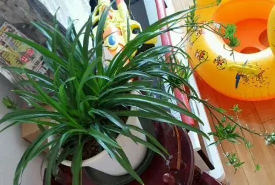 青叶吊兰会开花吗，青叶吊兰花语和传说/6月开花开到8月