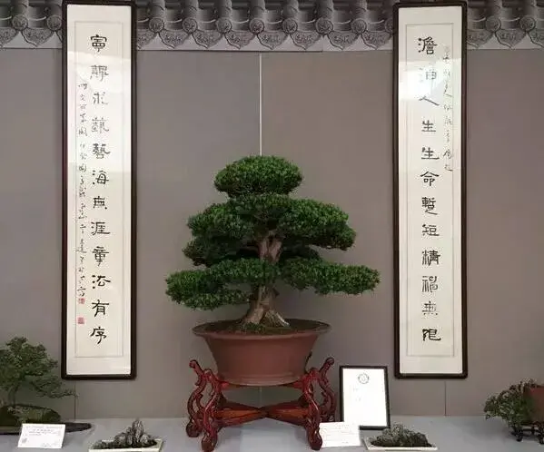 苏派盆景 | 吉佩龙苏派盆景艺术展开幕