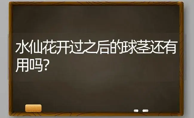 水仙花开过之后的球茎还有用吗？ | 绿植常识