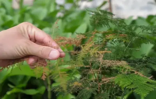 盆景养护管理 | 文竹换盆后老叶子发黄怎么办