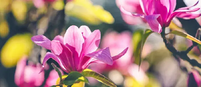 木兰花花语