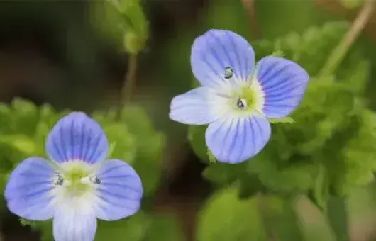 婆婆纳种子选种育苗技巧