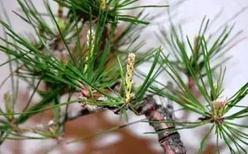 盆栽修剪 | 黑松盆栽摘芽抜针图解