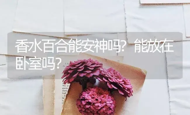 香水百合能安神吗?能放在卧室吗？ | 绿植常识