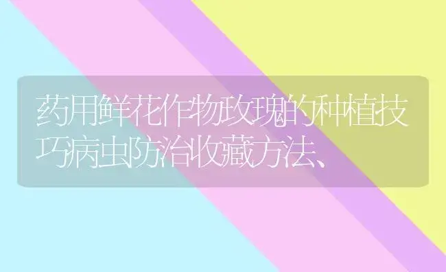 药用鲜花作物玫瑰的种植技巧病虫防治收藏方法、 | 家庭养花