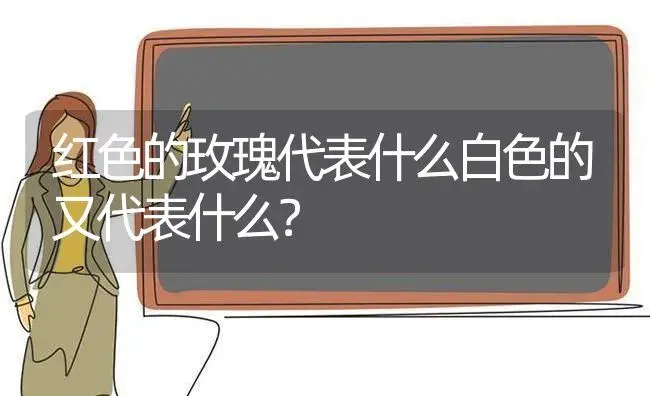 红色的玫瑰代表什么白色的又代表什么？ | 绿植常识