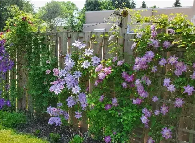 铁线莲一年开几次花？铁线莲知识科普