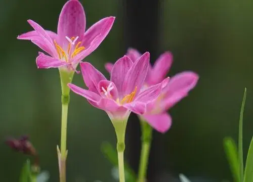 表示坚韧的花 花语是坚韧的花有哪些？