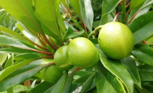 鸡蛋花亚科海芒果和芒果的差别有哪些？花语是什么？有毒吗？