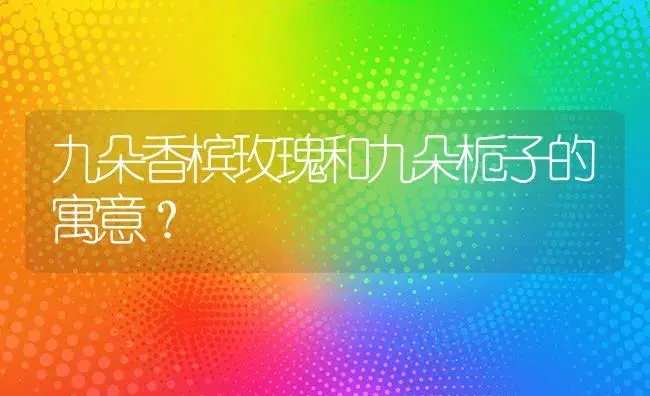 九朵香槟玫瑰和九朵栀子的寓意？ | 绿植常识