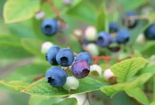 盆景养护管理 | 盆栽蓝莓养护管理知识