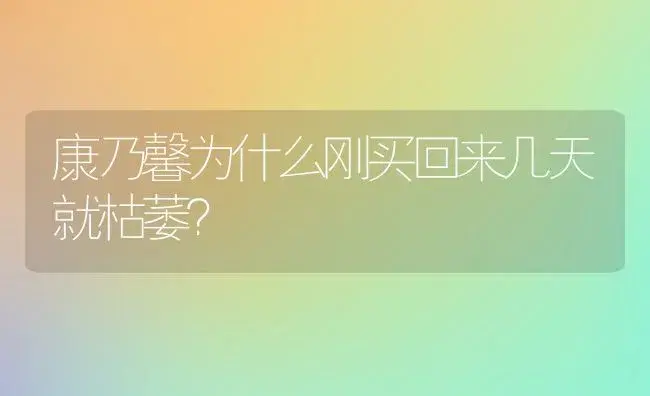 康乃馨为什么刚买回来几天就枯萎？ | 绿植常识