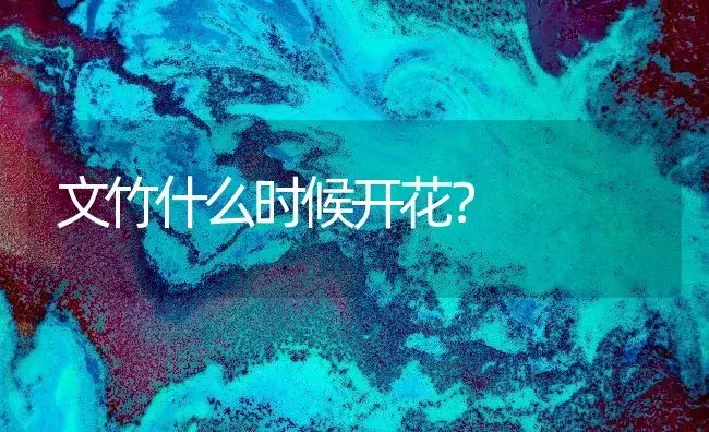 文竹什么时候开花？ | 家庭养花