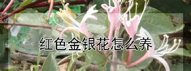 红色金银花怎么养