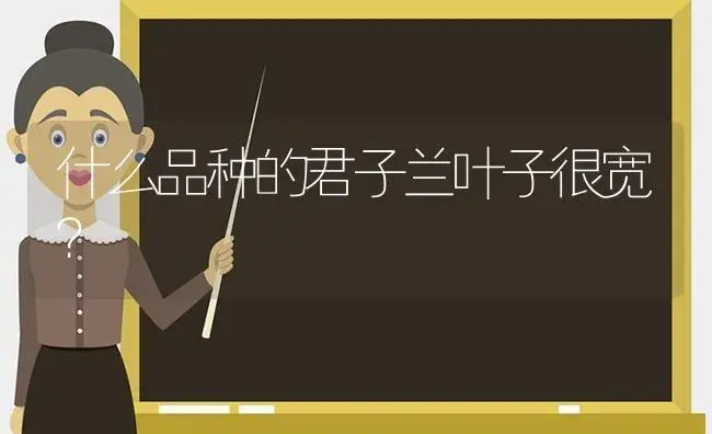 什么品种的君子兰叶子很宽？ | 绿植常识