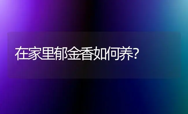 在家里郁金香如何养？ | 绿植常识