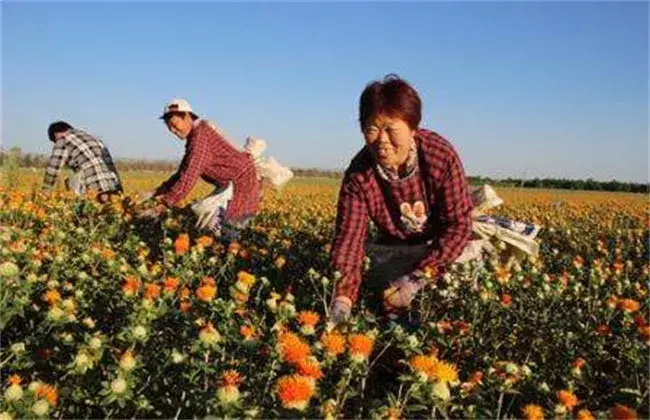 红花的栽培措施