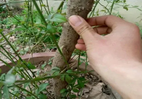 盆栽造型 | 迎春直杆怎么弄弯造型