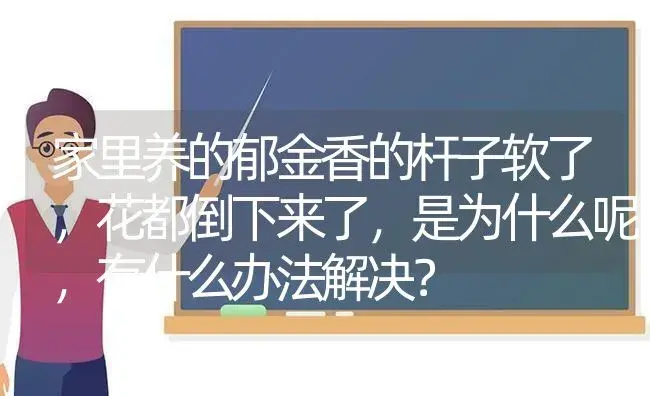 家里养的郁金香的杆子软了，花都倒下来了，是为什么呢，有什么办法解决？ | 绿植常识