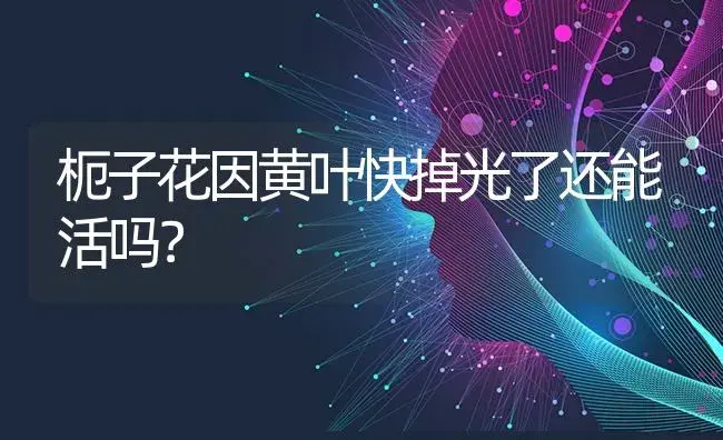 枙子花因黄叶快掉光了还能活吗？ | 绿植常识