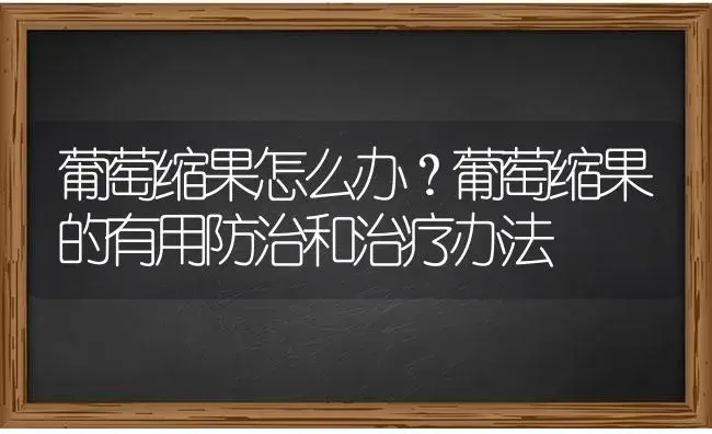 葡萄缩果怎么办？葡萄缩果的有用防治和治疗办法 | 果木种植