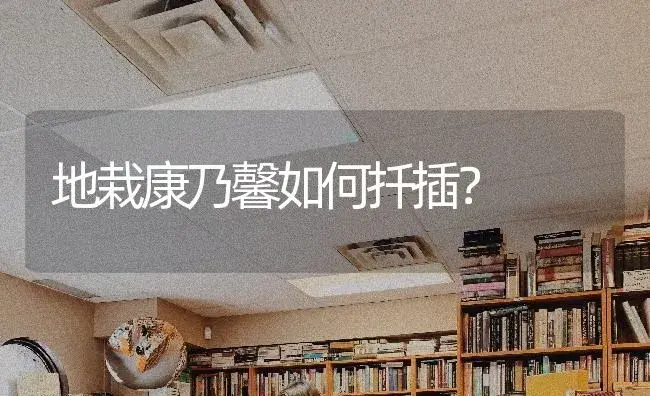 地栽康乃馨如何扦插？ | 绿植常识