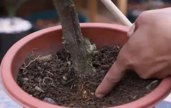 盆景养护管理 | 给三角梅这样催花 简单易学效果好