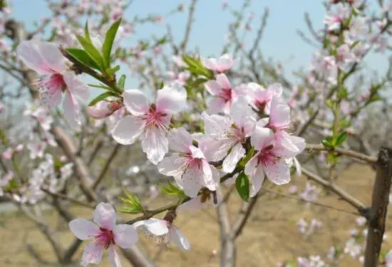 香水百合和百合的区别，花语不同/赠送对象不同/花香不同