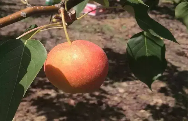 南果梨的成长环境