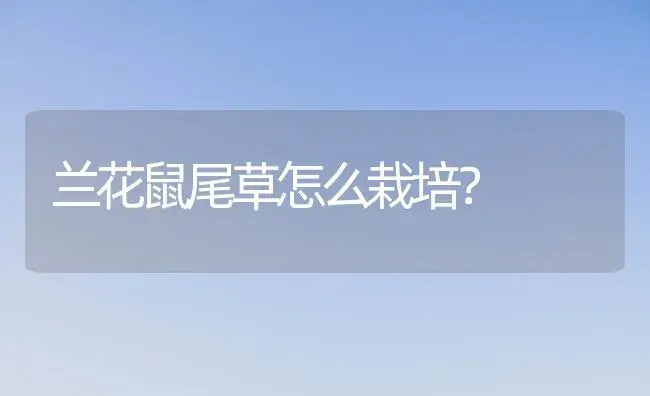 兰花鼠尾草怎么栽培？ | 家庭养花